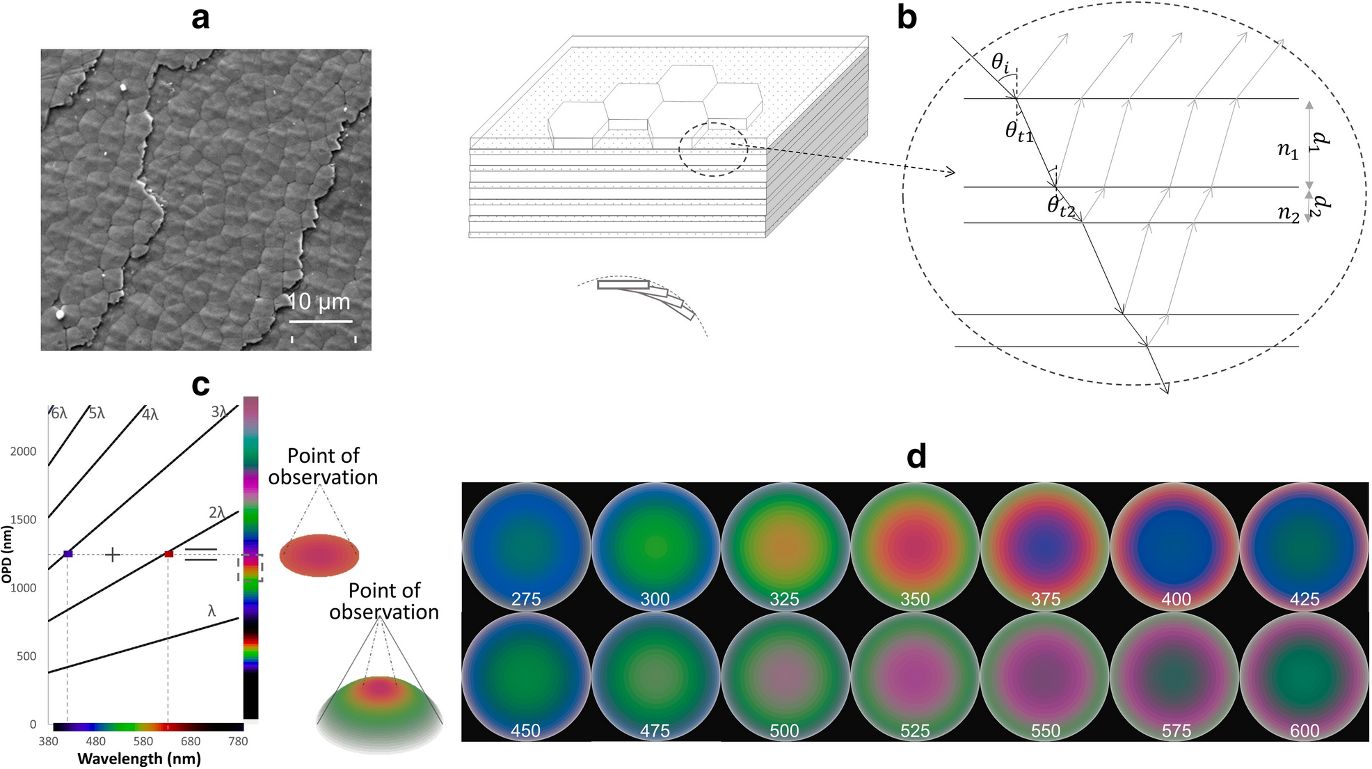 Scanning-electron image of nacre, a layered aragonite-organic model and simulated interference colours for different tablet thicknesses
