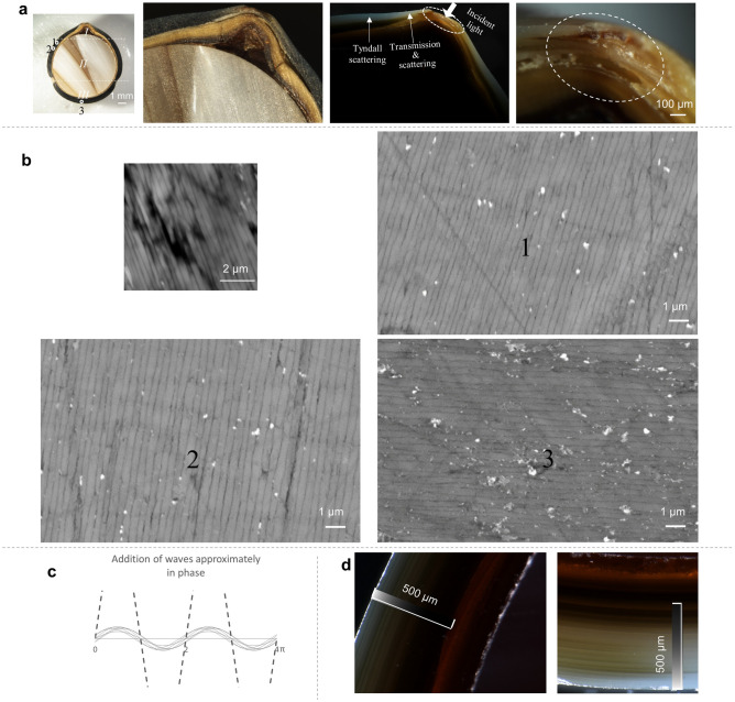Nacre cross-section with optical and back-scattered-electron micrographs